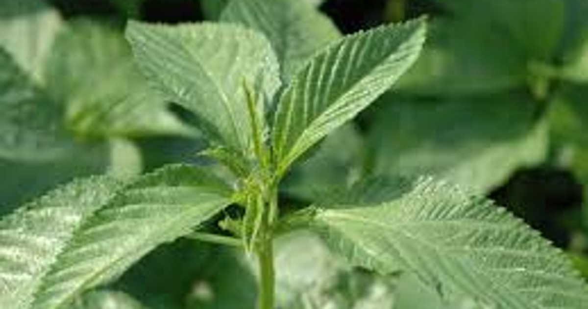 5 benefits of ewedu (jute) leaves Pulse Nigeria