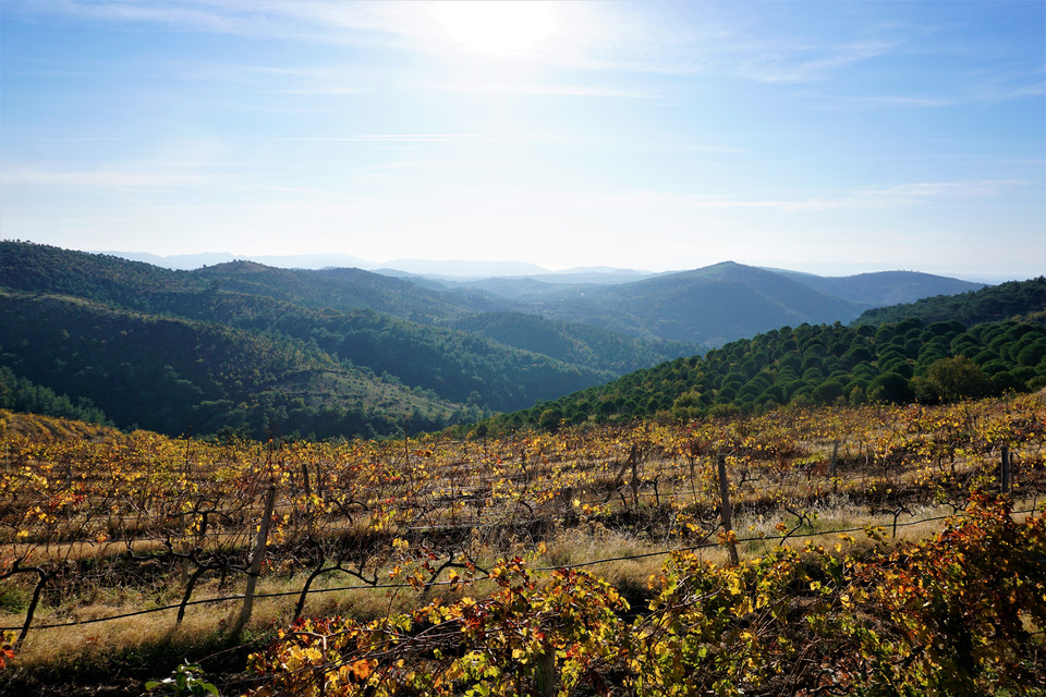 Ma'adra Vineyards w Kobaşlar