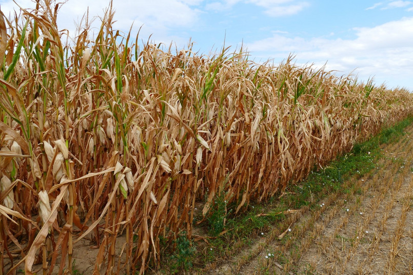 Izby Rolnicze: Nowy system szacowania suszy budzi wiele wątpliwości