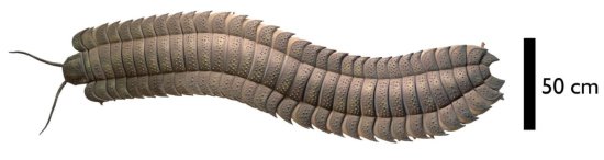 Rekonstrukcja stworzenia zwanego Arthropleura, fot. Neil Daves