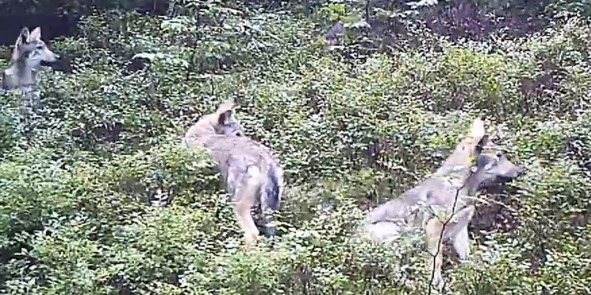 Beskid Żywiecki. Wilcza rodzina ma pięć szczeniąt 