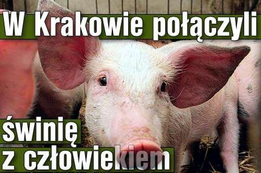 W Krakowie połączyli świnię z człowiekiem