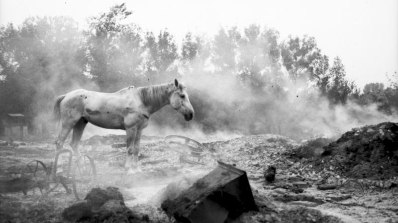 Biały koń wśród jednego z wrześniowych pobojowisk... (fot. Bundesarchiv, Bild 101I-380-0094-16 / Heydrich / CC-BY-SA 3.0).