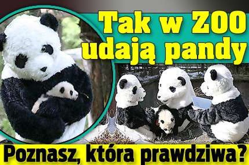 Tak w ZOO udaje się pandy. Rozpoznasz, która prawdziwa?