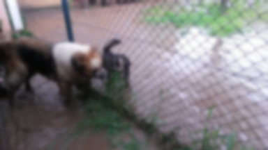 Głubczycki azyl dla psów i kotów zalany po ulewach. Internauci ruszyli z pomocą