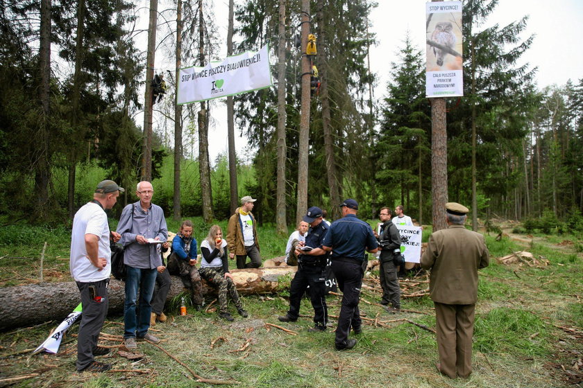 Protest ekologów. Przykuli się do drzew w Puszczy Białowieskiej