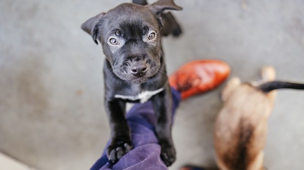 Do 15 grudnia w wyznaczonych punktach miasta, w szkołach i przedszkolach oraz w Urzędzie Miasta Krakowa przy pl. Wszystkich Świętych 3-4, są przyjmowane dary dla zwierzaków.