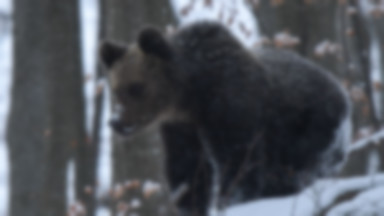 Leśnicy apelują. Niedźwiedzie podchodzą coraz bliżej domów