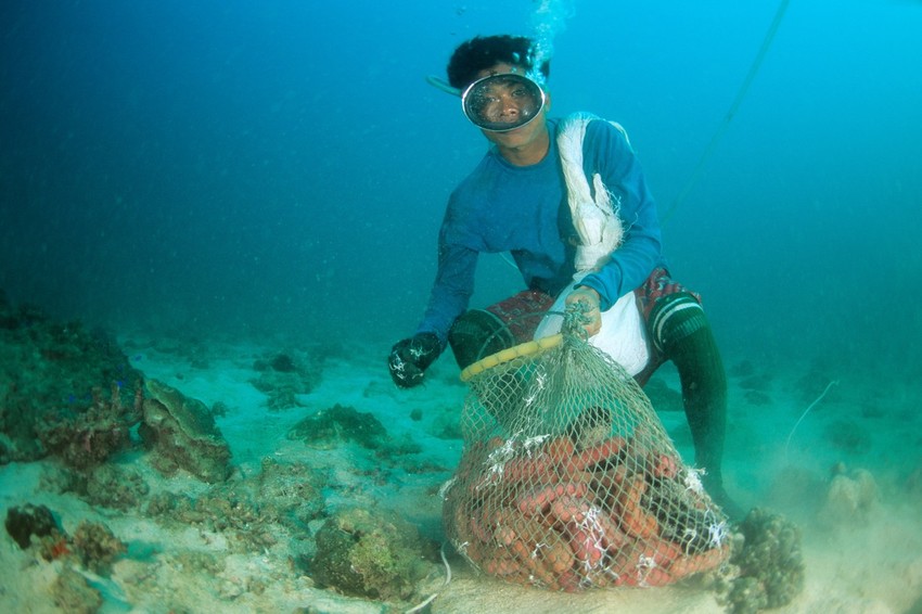 Ovaj momak skuplja morske krastavce