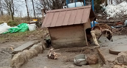 Straszny los Bambiego. Do sołtysa przyjechała policja