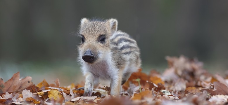 Lasy Państwowe reagują na film z młodym dzikiem: to przykład negatywnego postępowania