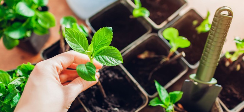 Utnij gałązkę i posadź w lutym. Wiosną będziesz mieć darmowe sadzonki hortensji