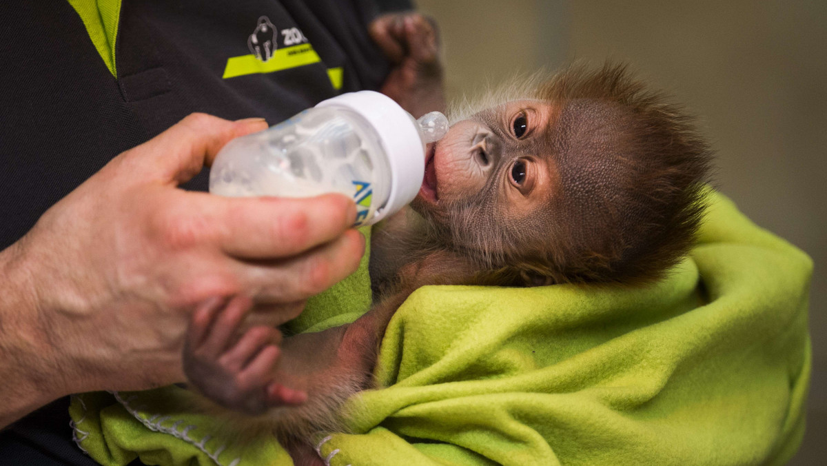 GERMANY-ANIMAL-ORANGUTAN