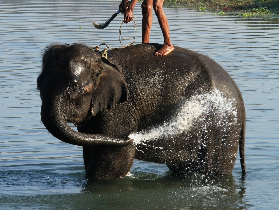 NEPAL ELEPHANT FOOTBAL