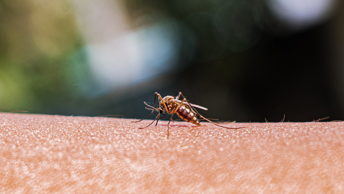 Komary przyciąga szczególnie jedna grupa krwi. Kto musi uważać?