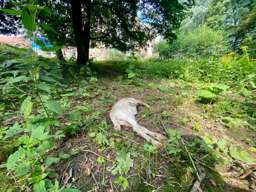 Martwy koziołek leżał obok pałacu