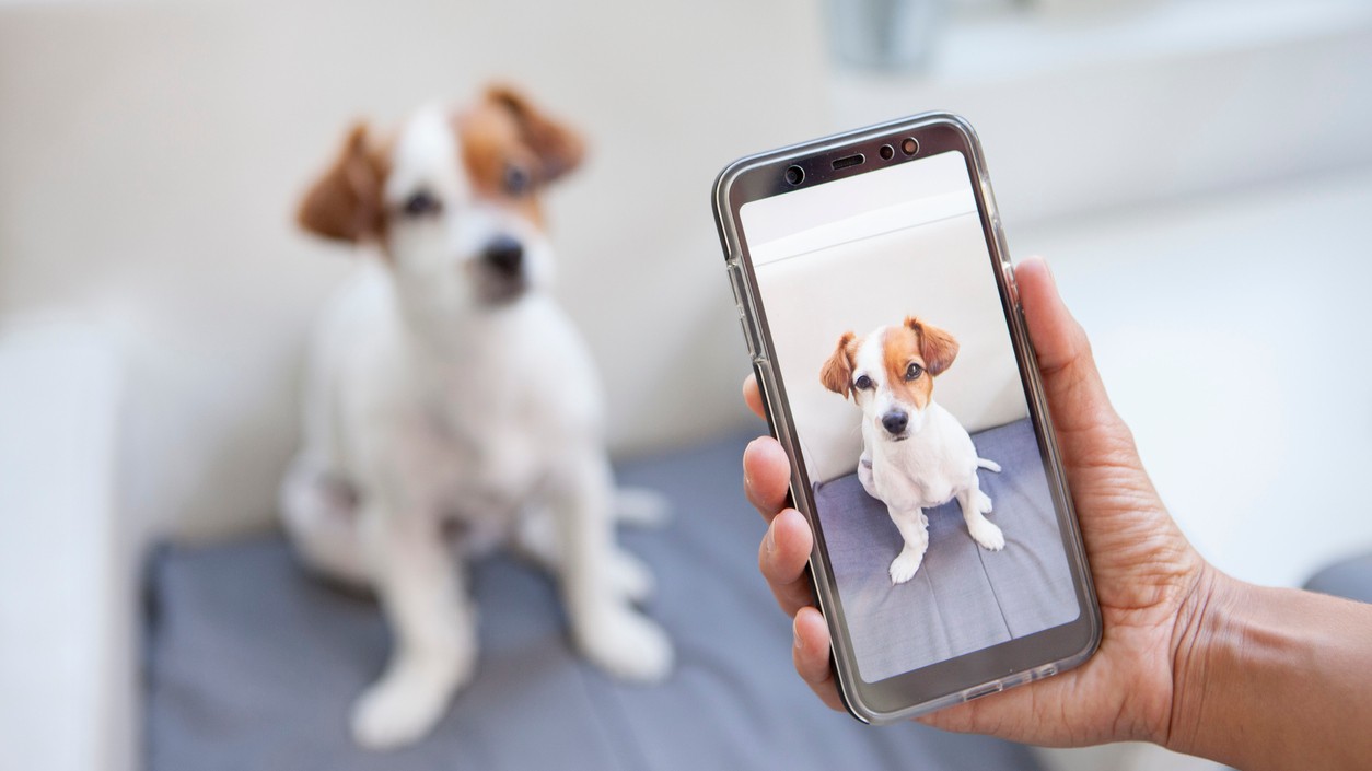 Novinka od Samsungu má uľahčiť starostlivosť o domáceho miláčika.