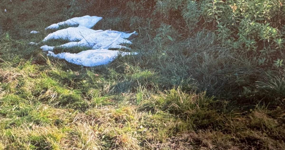 Myśliwi aresztowani po zastrzeleniu chronionych łabędzi. Twierdzili, że pomylili je z gęsiami