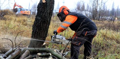 Koniec z masową wycinką drzew. Nowe przepisy