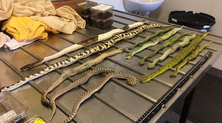 A kígyók többsége már nem élt a csomag megérkezésekor /Fotó: Ausztrál Határőrség