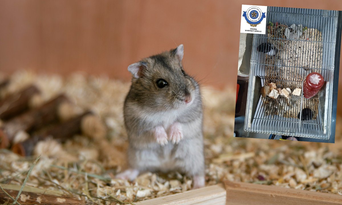 Dramat zwierząt w sklepie zoologicznym. "Cierpiały od lat"