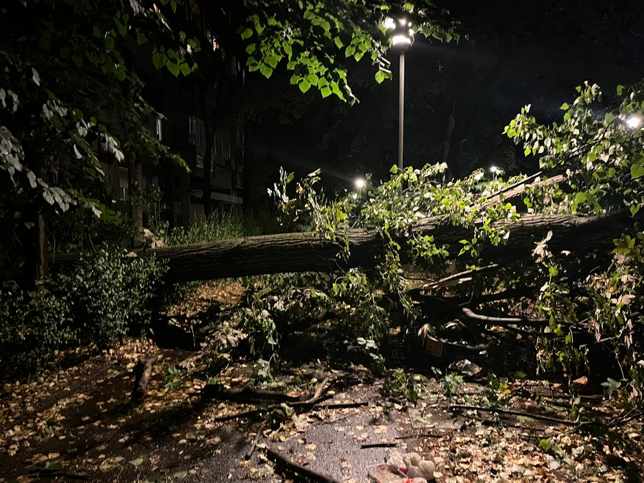 Palo drveće u Beogradu