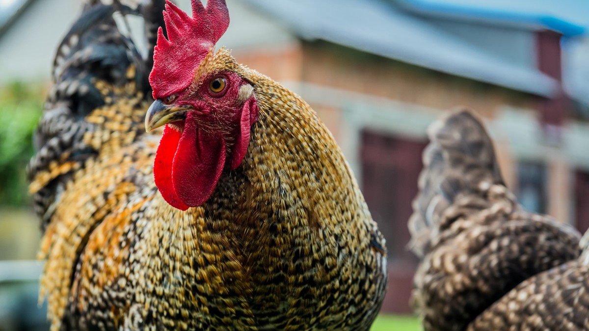 rolnictwo drób hodowla wieś kury wolny wybieg kogut