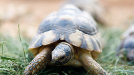 A család teknőse nem igazán örült a költözésnek, úgyhogy váratlan cselekedetre szánta el magát