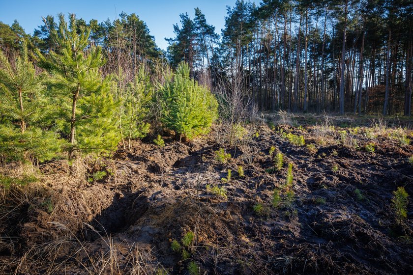 Masakra na działkach. Podejrzany wciąż milczy. Wiemy, co zamierzają śledczy