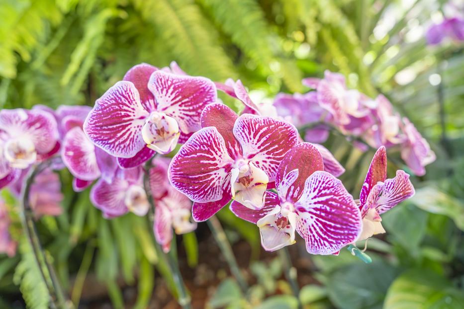 Orchidea / Fotó: Northfoto