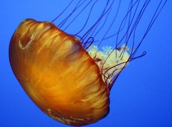 Meduzy pożarły łososie u wybrzeży Irlandii