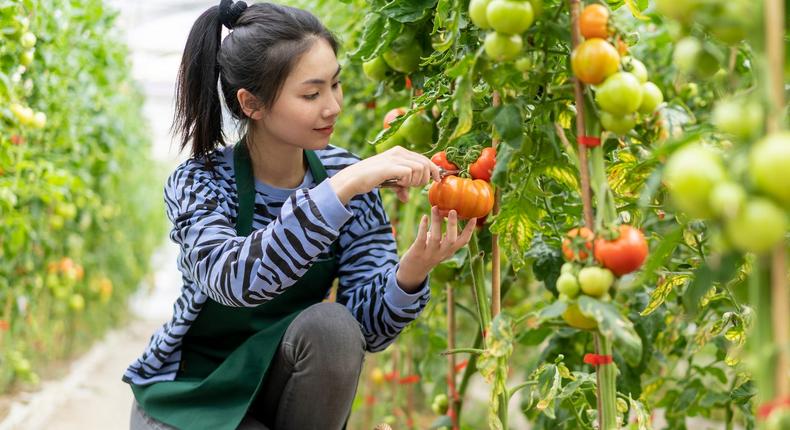 A young woman picks tomatoes in a greenhouse. Scientists have discovered plants emit noises when stressed that are too high for humans to hear.Longhua Liao/Getty Images.