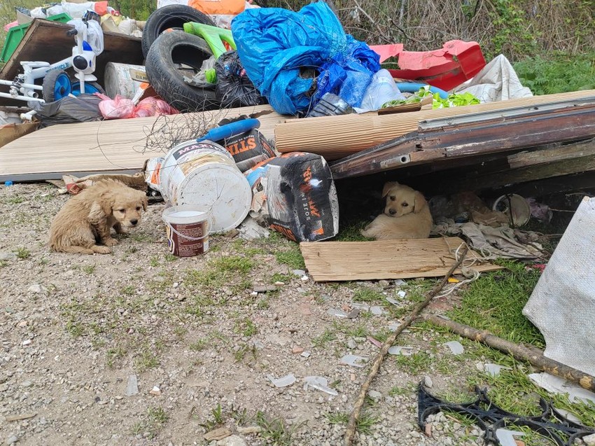 U moru otpada i smeća jadne životinje jedva preživljavaju