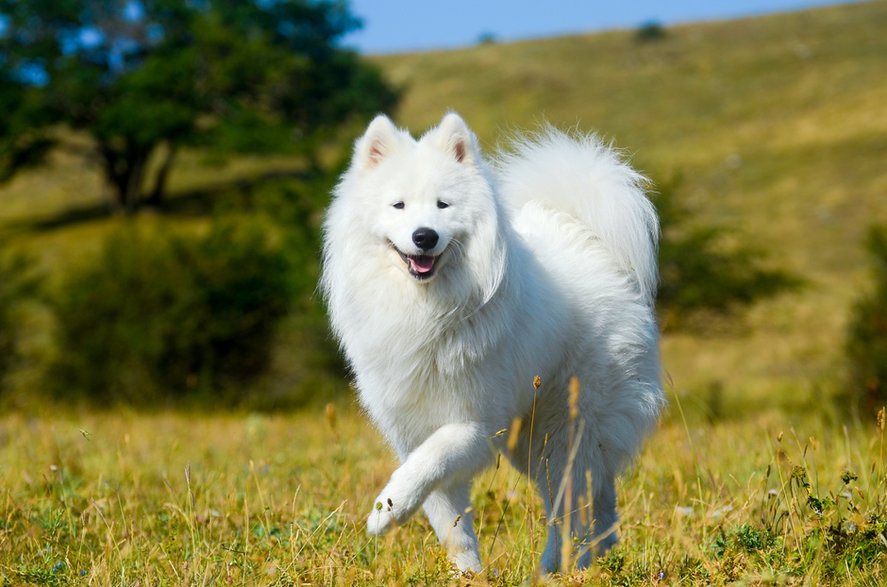 Samojed