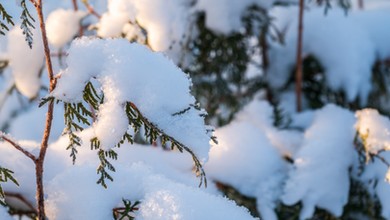 W styczniu wykonaj ten zabieg na tujach. Wiosną odwdzięczą się pięknym wyglądem