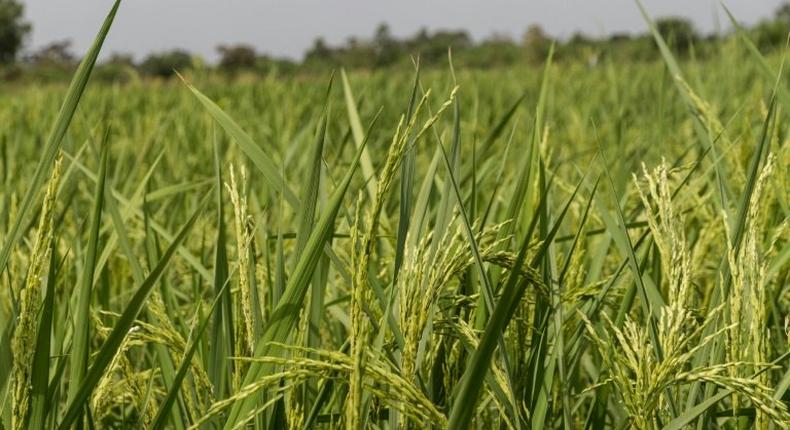 Rice growers in Ouinhi, south-eastern Benin, have benefitted from new irrigation system