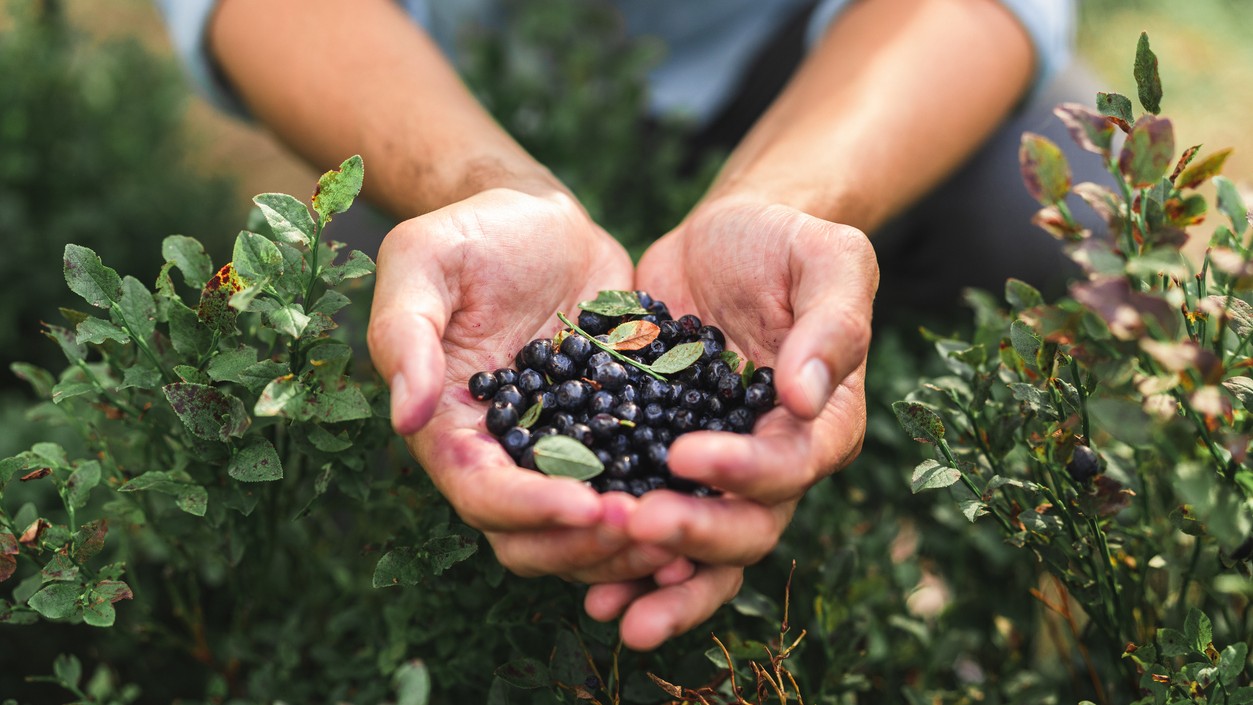 Divoké čučoriedky prospievajú črevám, mozgu i srdcu. (ilustračné foto)