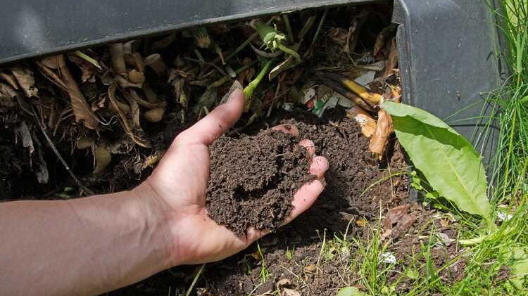 Dojrzały kompost to cenny nawóz dla wszystkich roślin