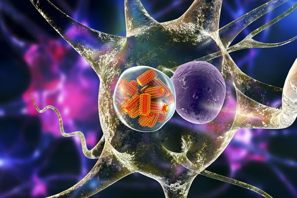Wirusy wścieklizny (kolor pomarańczowy) w neuronie. Ilustracja 3D