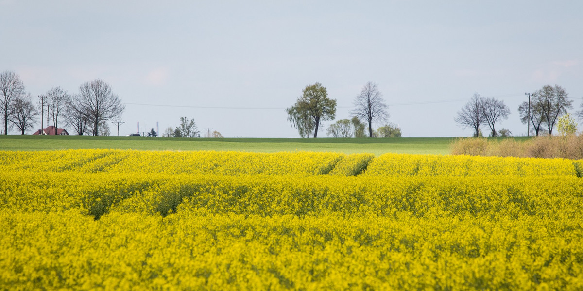 Mniejsze zapotrzebowanie na biopaliwa i biokomponenty nieuchronnie przełożyłoby się na sytuację polskich rolników, którzy do tej pory coraz bardziej angażowali się w uprawę roślin wykorzystywanych od wytwarzania biopaliw i biokomponentów - uważają Pracodawcy RP.