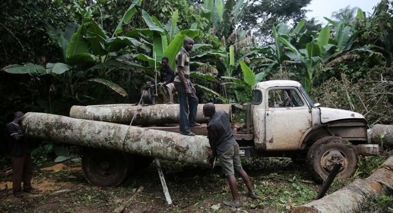 Breakthrough mapping of tropical forests reveals broad extent of tree loss