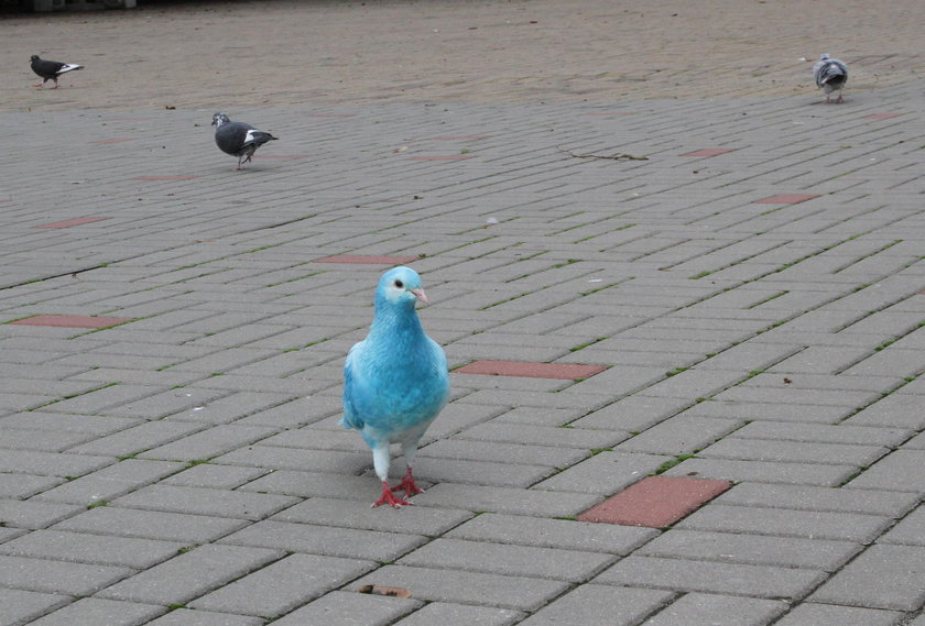 Błękitny gołąb w Kołobrzegu