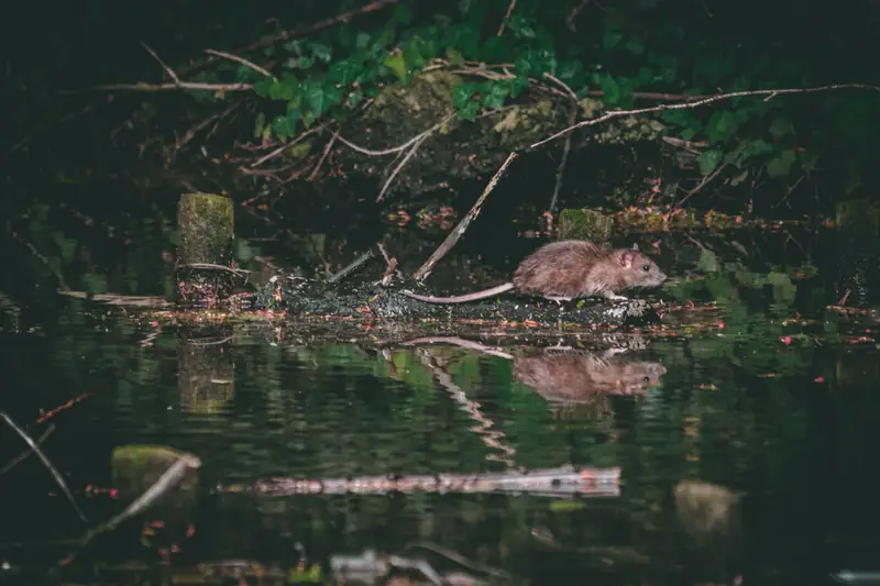 &quot;Szczury doskonale pływają, są w stanie przetrwać w zimnej wodzie do dwóch dni&quot;. (PAP) / Unsplash