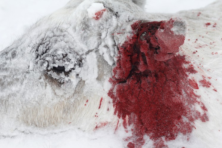 Zwycięzca w kategorii PRZYRODA (zdjęcie pojedyncze): Marcin Osman, „Foto”. Zdjęcie z fotoreportażu o reniferach z półwyspu Jamał. Grudzień 2011–styczeń 2012