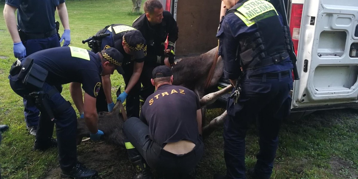 Łoś sparaliżował ruch w Krakowie. Pościg trwał trzy godziny