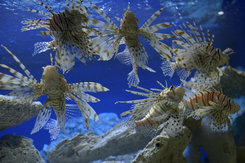 TORUŃ OCEANARIUM I TERARIUM