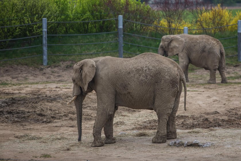 Poznańskie zoo zbiera pieniądze na budowę azylu dla zwierząt uratowanych z cyrku i nielegalnych hodowli