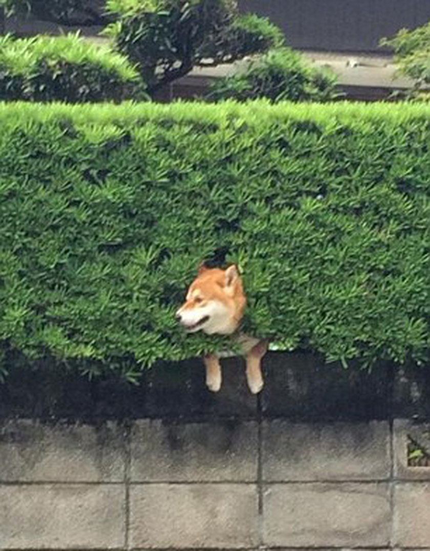 Japonia. Pies Shiba inu utknął w żywopłocie.