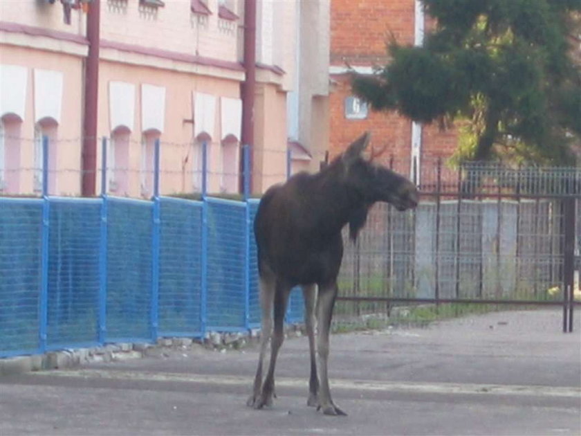 Łoś umarł z nerwów