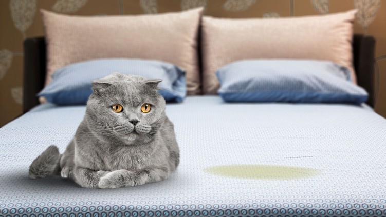 Miért pisil a macska az ágyra